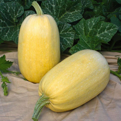 Spaghetti Squash Seeds