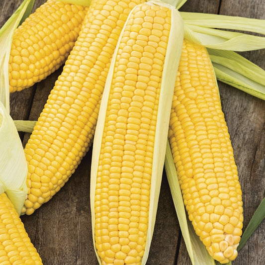 Incredible Hybrid Sweet Corn