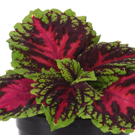 4.3" Coleus Kong Jr Rose