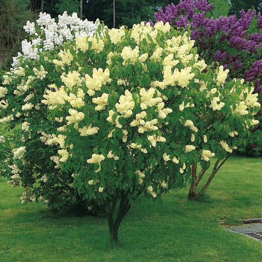 Lilac Primrose 2gal
