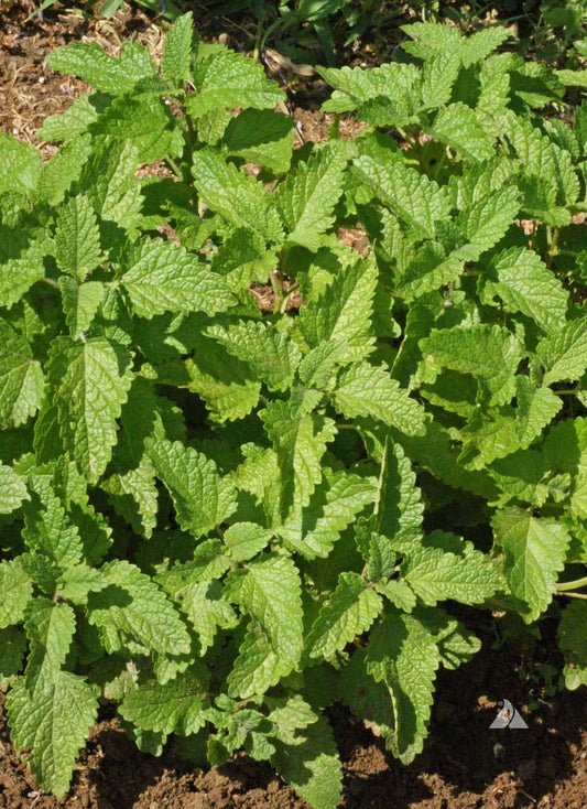 Lemon Balm 4.3" Cup