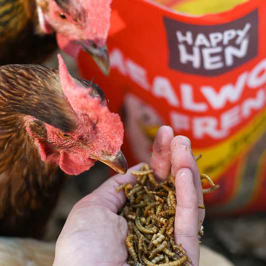 Happy Hen Mealworm Frenzy