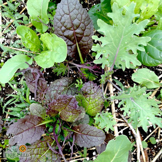 Fall Greens Seed Mix