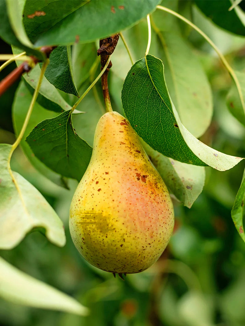 Orient Pear 5gal