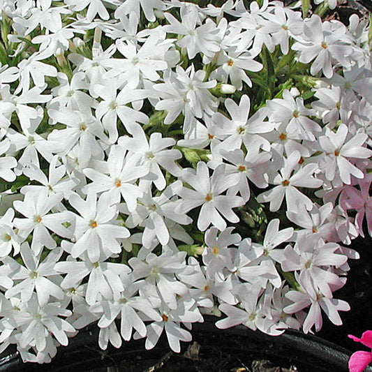 Phlox Subulata Snowflake 6.5"