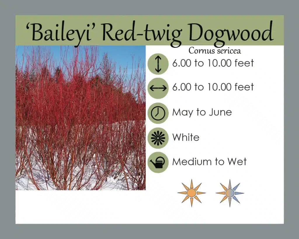 Red Twig Baileyi Dogwood 3gal