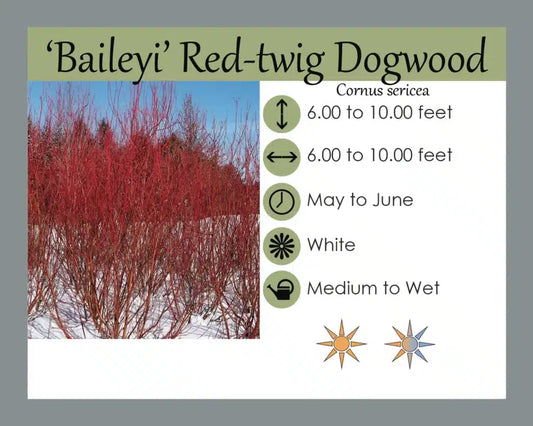 Red Twig Baileyi Dogwood 3gal