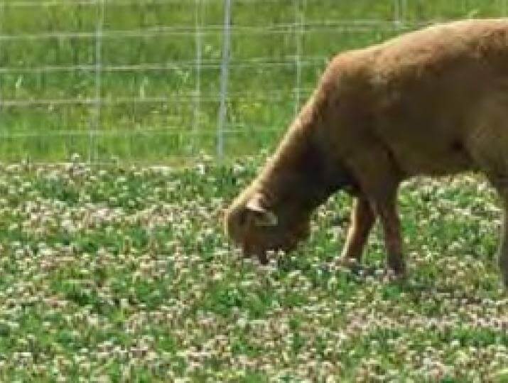 Durana White Clover Seed