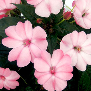 SunPatiens Blush Pink