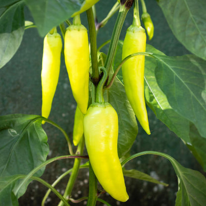 Sweet Banana Pepper Seeds