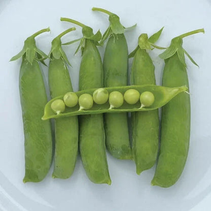 Thomas Laxton Peas