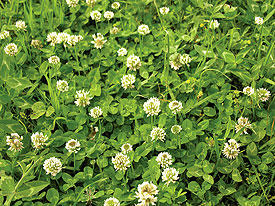 Durana White Clover Seed
