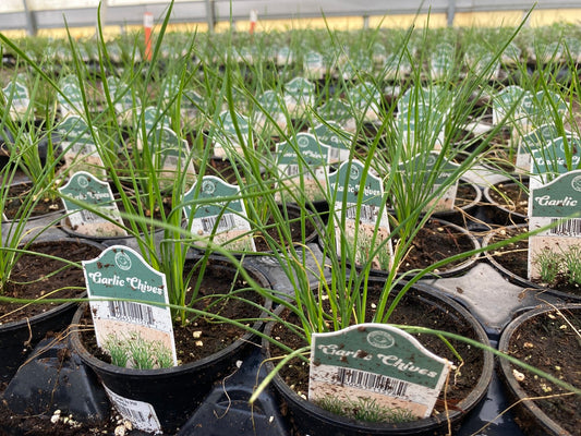 Garlic Chives 4" Cup