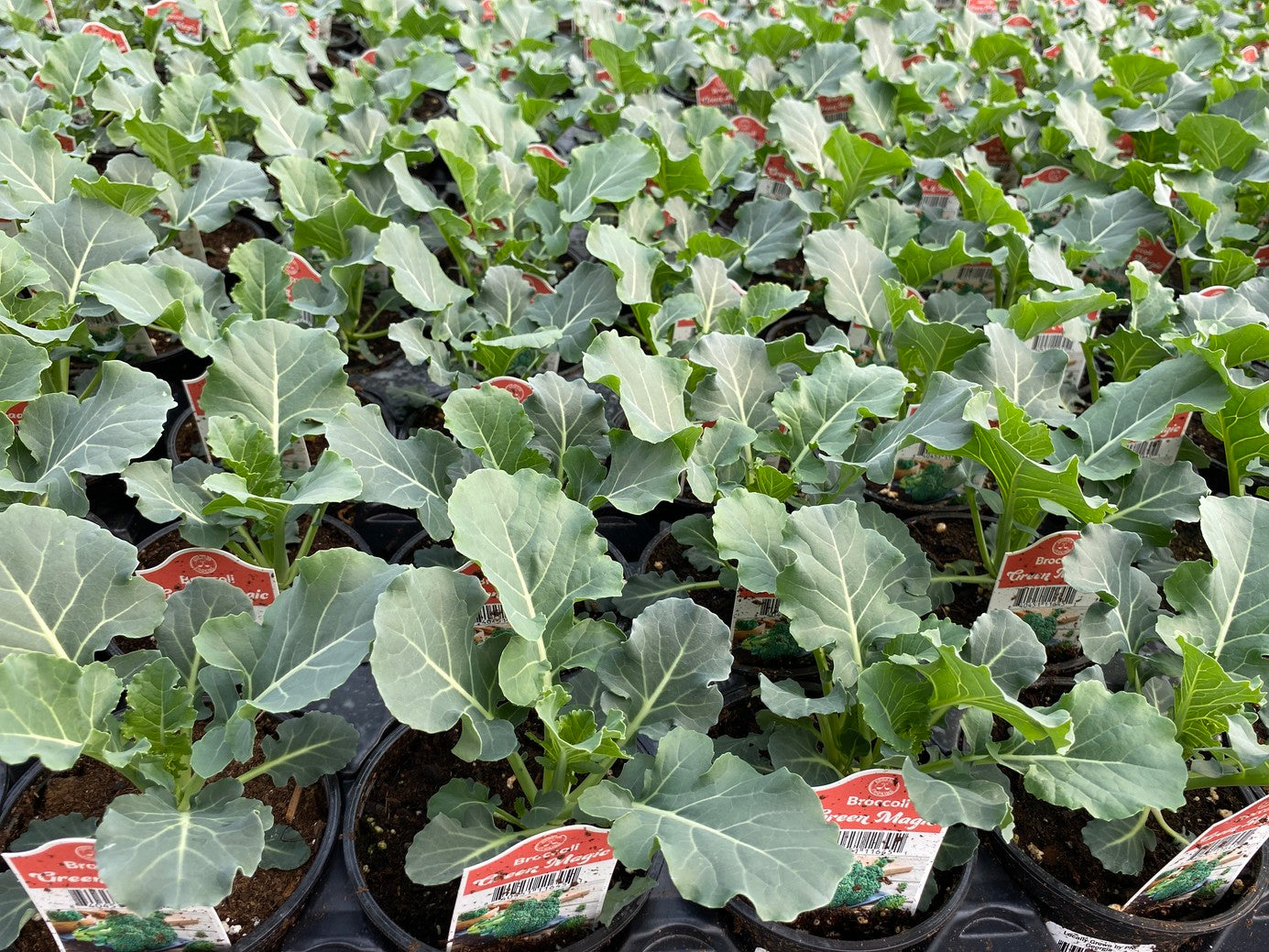 Broccoli Green Magic 4 Pack