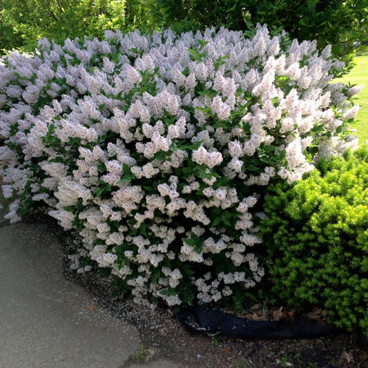 Lilac Miss Kim 2gal