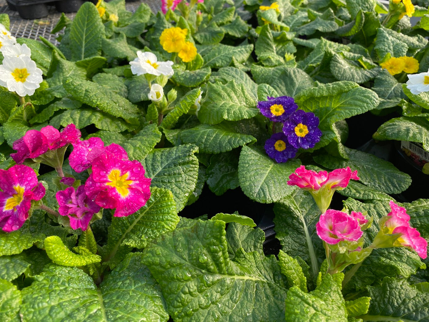 Taza Primula Qt