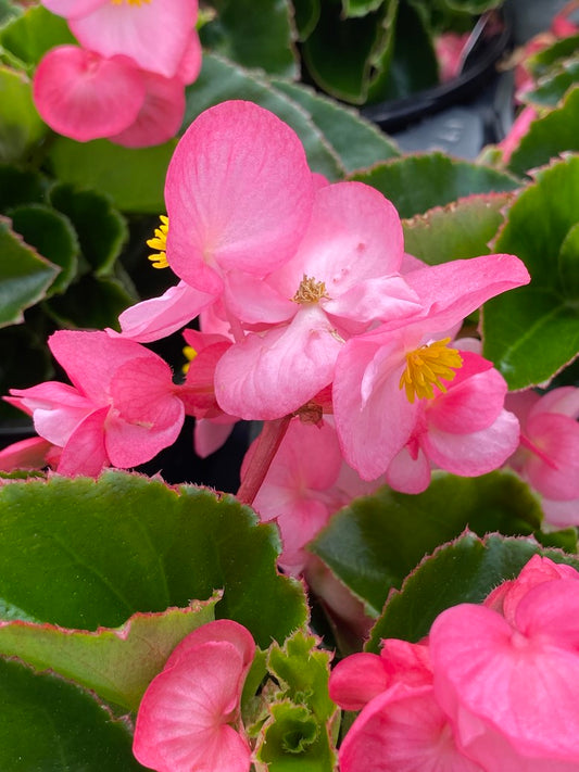 Begonia 6.5"