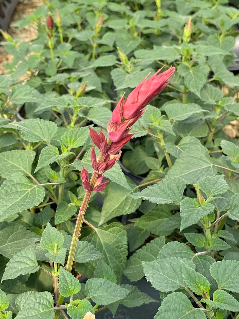 Salvia Roman Red 6.5"