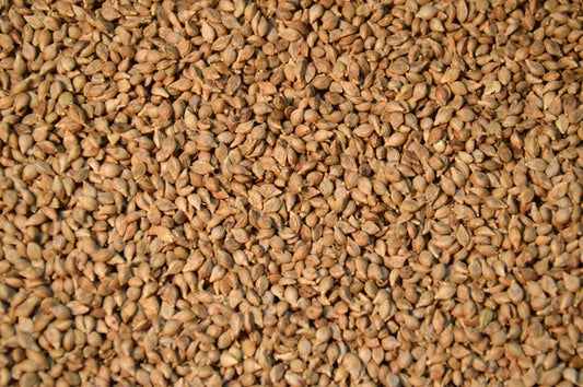 Brown Top Millet