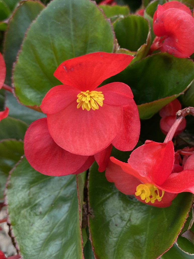 Begonia 6.5"