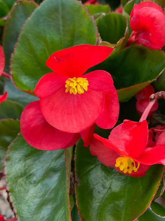 Begonia 6.5"