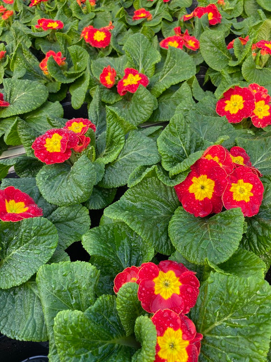 Primula Qt Cup