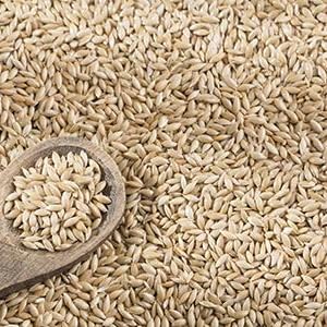 Canary Seed Alpiste 50lb