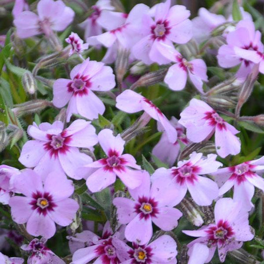 Phlox Eye Candy 6.5”