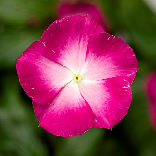 Vinca 3.5"