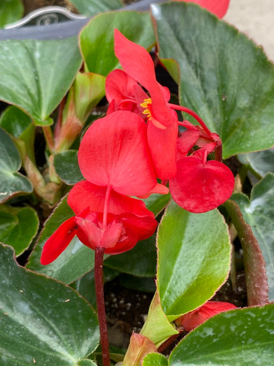 12" HB Begonia