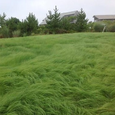 Weeping Lovegrass Seed