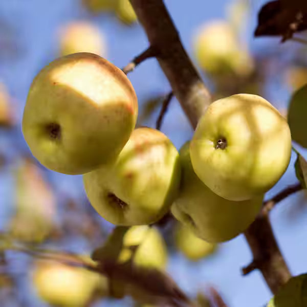 Dorset Gold Apple 5gal