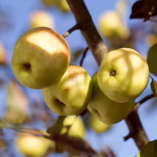 Dorset Gold Apple 5gal