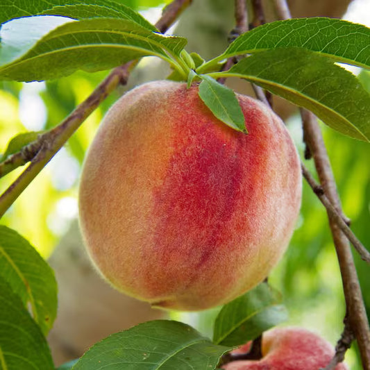 Sugar Giant Peach 5gal