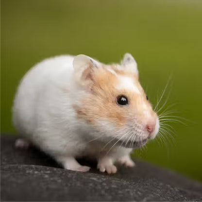 Standlee Alfalfa Hay for Small Animals