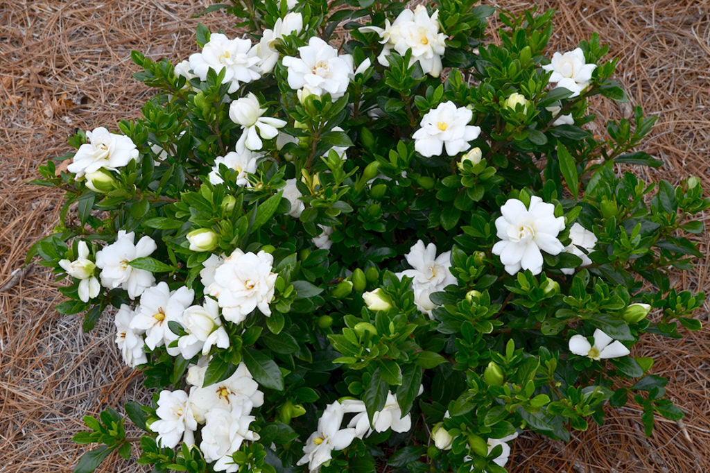 Gardenia Double Mint 2gal