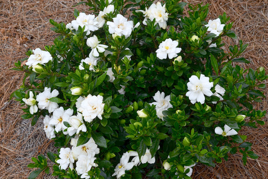 Gardenia Double Mint 2gal