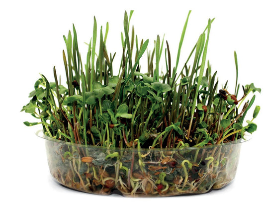 Green Feast Forage Mix