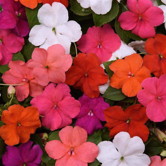 Impatiens Beacon Formula Mix