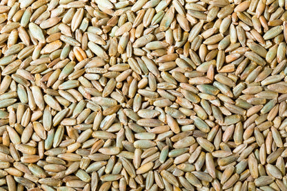 Rye Grain
