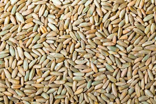 Rye Grain