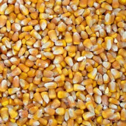 Apple Flavored Corn