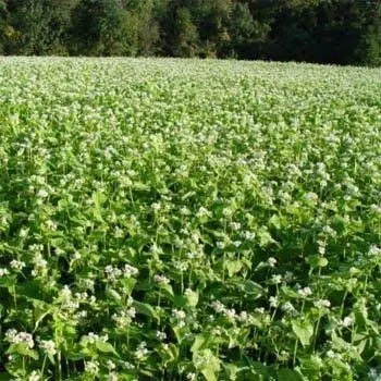 Buckwheat