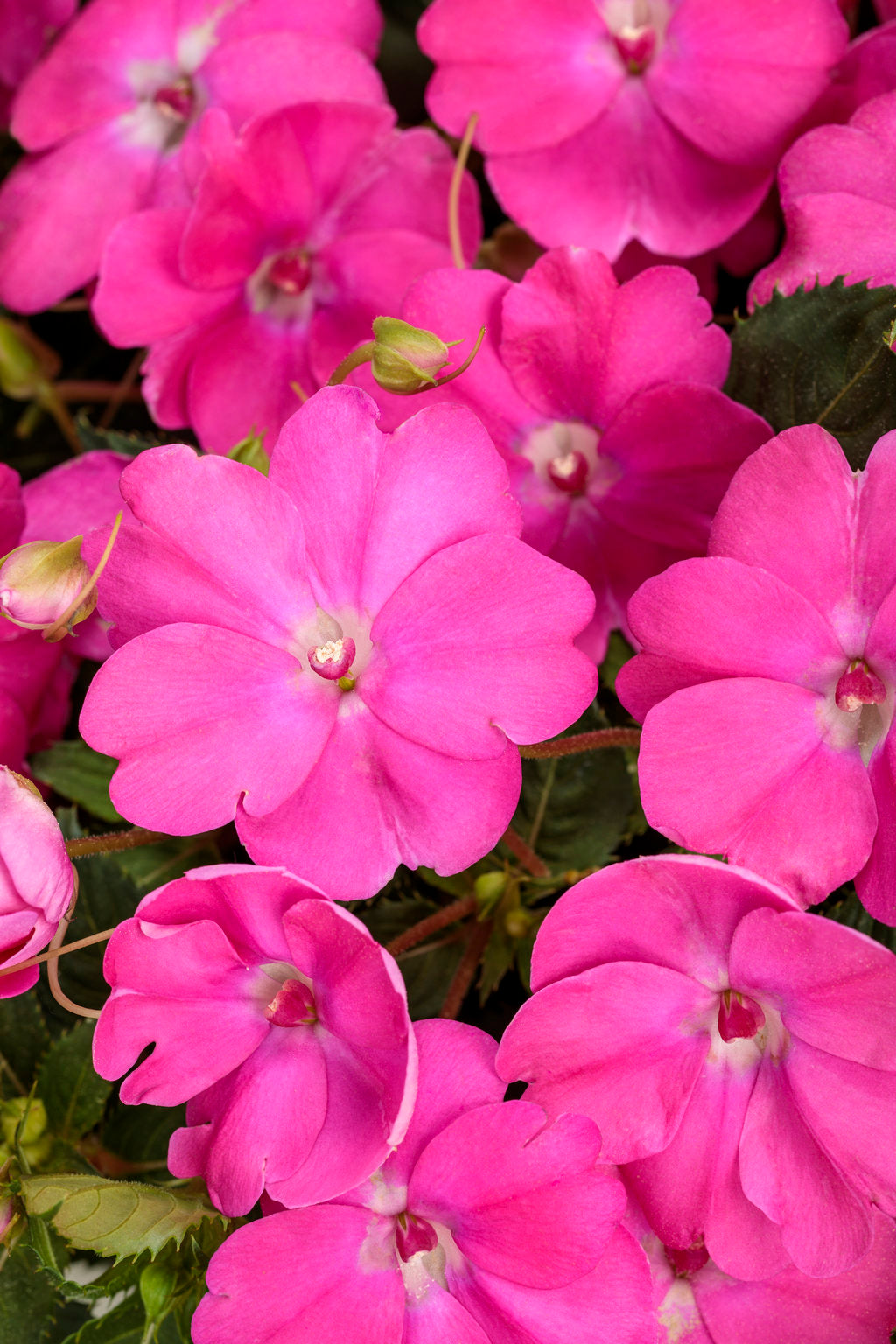 SunPatiens Compact Hot Pink
