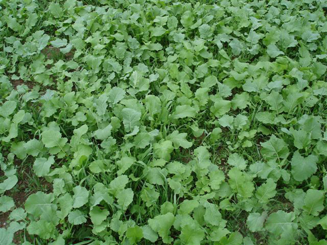 Purple Top Turnip Seeds