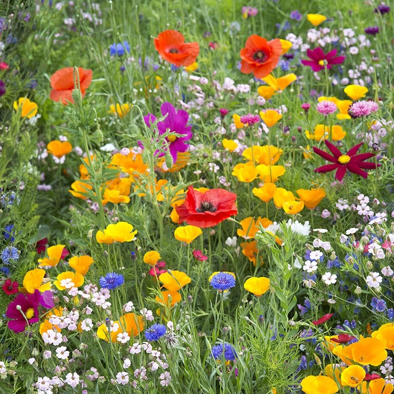 Wildflower Mix Seeds