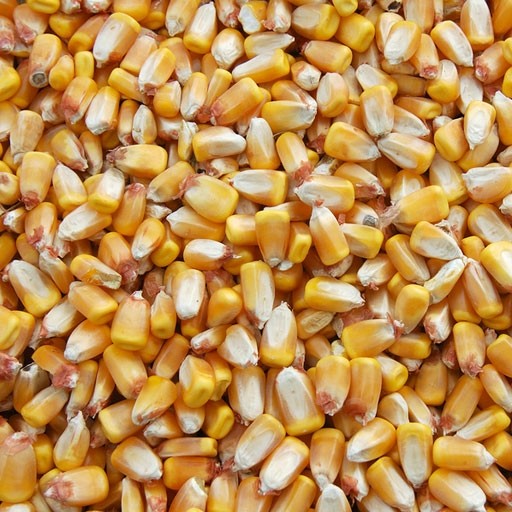 WHOLE CORN BY THE POUND - BRING YOUR OWN CONTAINER